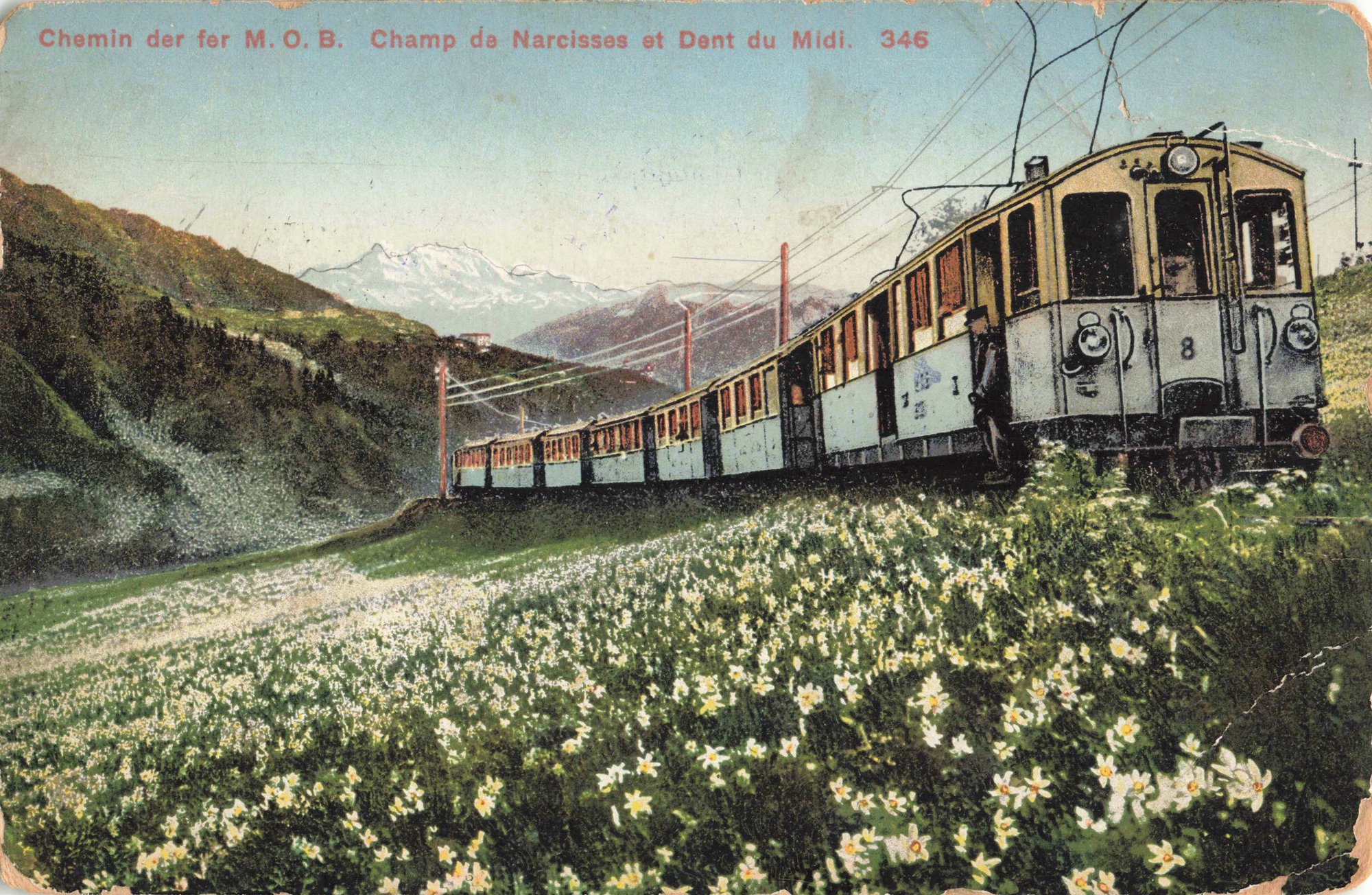 A hand-coloured 1916 postcard of a Montreux–Oberland Bernois train running through a field of narcissi, with the Dent du Midi behind